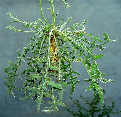  Basal part with basal leaves